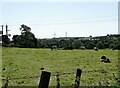 NZ1851 : Cattle grazing at Stanleyburn Farm by Robert Graham