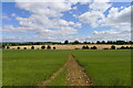 Footpath crossing fields of flax and barley