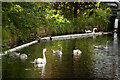 Hornsey : swan family, New River