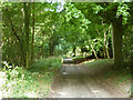 Track through Woods Copse