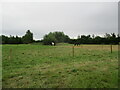 Horses  in  paddock  at  Coatham  Stob