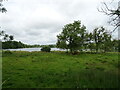 Grazing towards Balgavies Loch