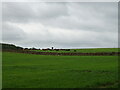 Grazing near Tilliwhanland