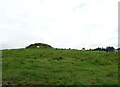 Cattle grazing near Craiksfolds