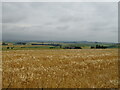 Cereal crop towards Bellahill Farm