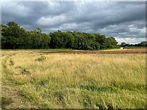 SU5952 : Boddins Field - 31.5 acres / Wootton Copse by Mr Ignavy