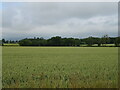 Cereal crop towards woodland near White Myre