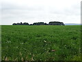 Crop field towards Hillhead of Burghill 