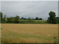 Cereal crop towards the Caledonian Railway