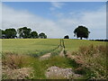 Tracks in cereal crop, Old Montrose