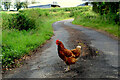 H4958 : A tame hen, Tatnadaveny by Kenneth  Allen