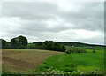 Field margin towards the River Eden