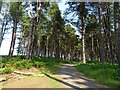 NO4928 : National Cycle Route 1, Tentsmuir Forest by JThomas