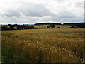 Wheat field near Barrow