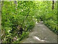 Footpath alongside the stream