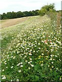 NS9577 : Oxeye daisies by Richard Sutcliffe