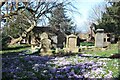 Crocuses in All Saints Churchyard, Breadsall