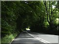 Overhaning trees, Edgecombe Road