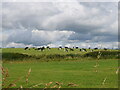 SJ3604 : Cows grazing under changeable Shropshire skies by Bill Harrison