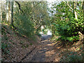 Hampstead Lane, Dorking