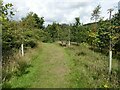 A corner of the Life for a Life Memorial Forest at Horwich