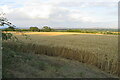 Wheat field by the cycle route