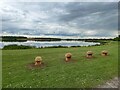 SE3815 : Wooden mushrooms beside the lake at Anglers Country Park by Graham Hogg
