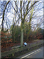 Commemorative tree at Bullock Steads