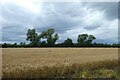 Barley along Dyon Lane