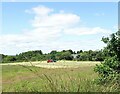 Haymaking near Maiden Law