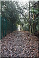 Wooded footpath