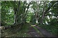 ND1360 : Tree-lined track at Braal Castle by Alan Reid