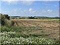 SM8819 : Potato field near Simpson Cross by Simon Mortimer