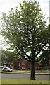 SP0281 : Tree on Shenley Fields Road, Weoley Castle by David Howard