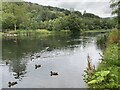 Ducks on Cwmtillery lake