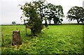 Rose Bank trig point beside fence separating fields NW of Culgaith