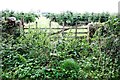 Overgrown field gateway into Ladyrigg Farm conifer plantation on NW side of road