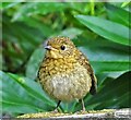 SD6911 : Fledgling robin by Philip Platt