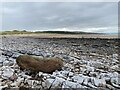 SS8576 : Driftwood on the rocks at Newton Beach by Alan Hughes