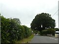 Roadside tree in Downgate