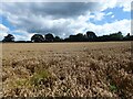 Gutter Field/Hop Garden Field