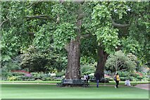 TQ2879 : View of two plane trees on the lawn of Buckingham Palace called Victoria and Albert in Buckingham Palace Gardens by Robert Lamb