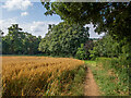 TL2415 : Path around the edge of a field by Patrick Mackie