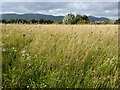 Flower meadow