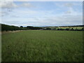 Grass field near Barrowden