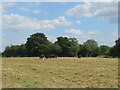 Cattle in a corrugated field