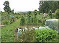 Allotments off Knighton Road