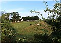 Rural Ayrshire at High Wexford