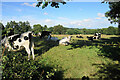 Cattle by Matlock Road