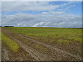 Hillside field near Besford Court